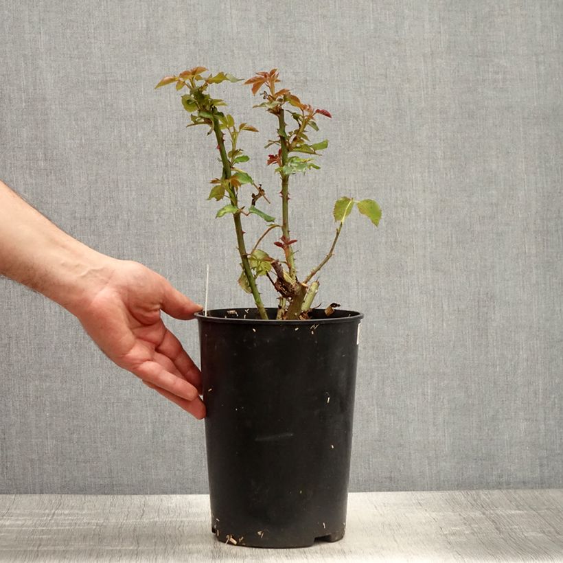 Rosal Espoir d'Anjou Maceta 4L/5L Ejemplar entregado en la primavera