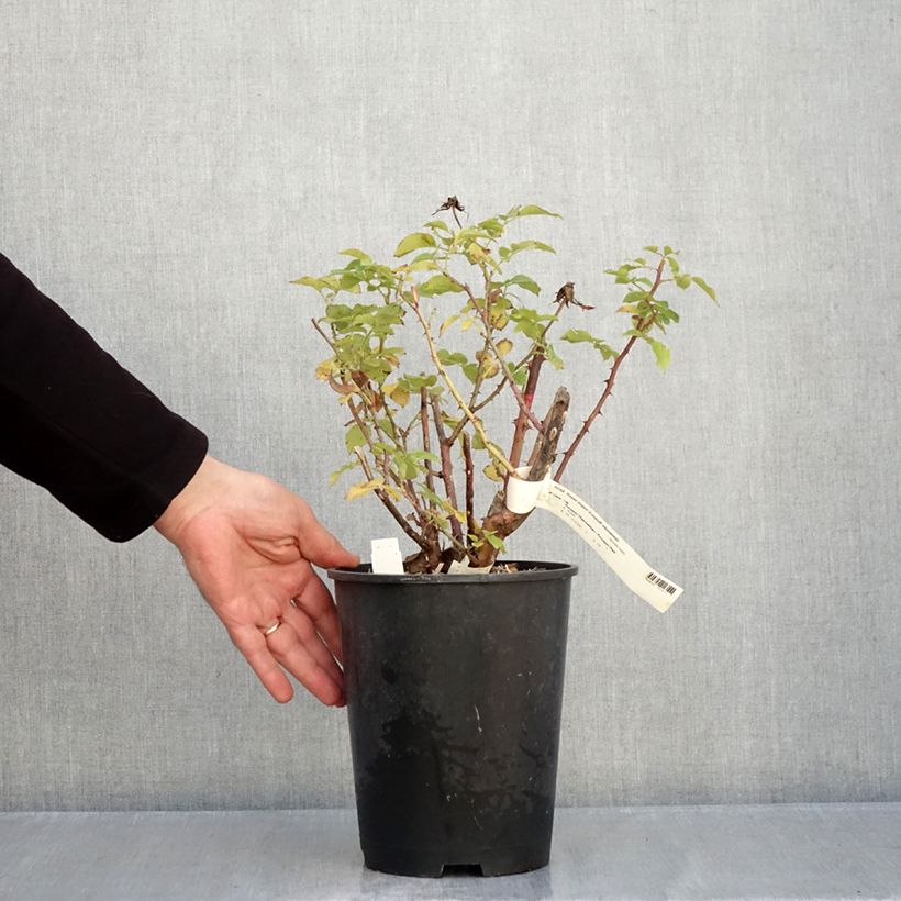 Ejemplar de Rosal Espoir d'Anjou Maceta 4L/5L entregado en otoño