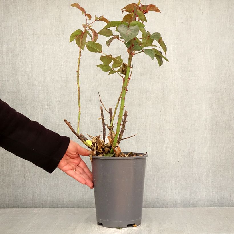 Rosal Eve de Rothschild Maceta 4L/5L Ejemplar entregado en la primavera