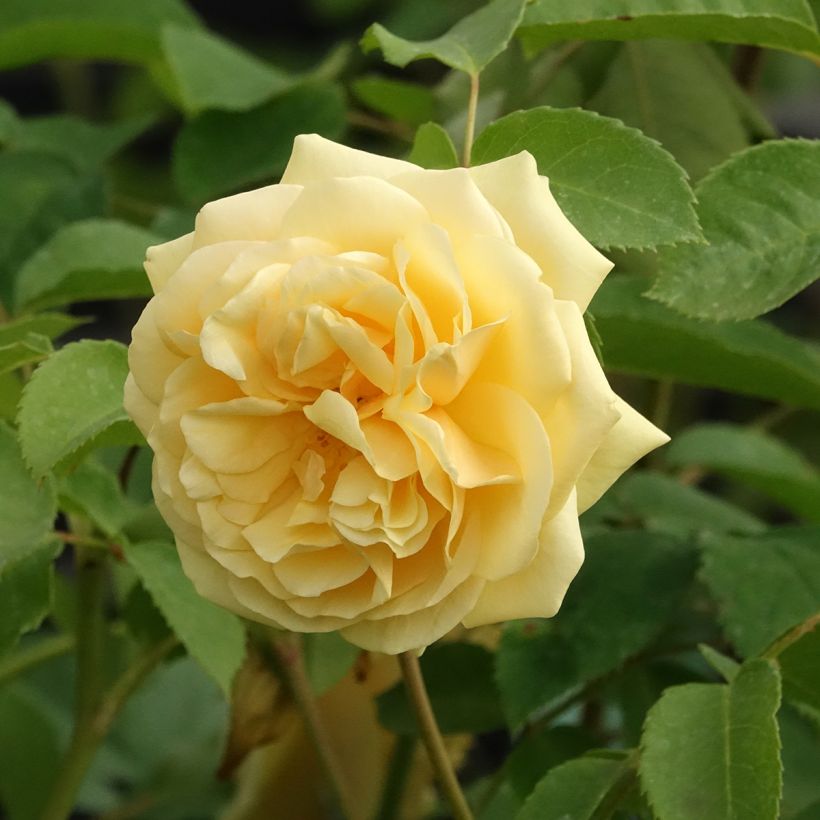 Rosal Fragrant old yellow (Floración)