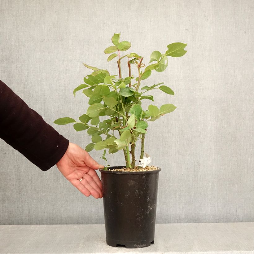 Rosal France Libre Maceta 4L/5L Ejemplar entregado en la primavera