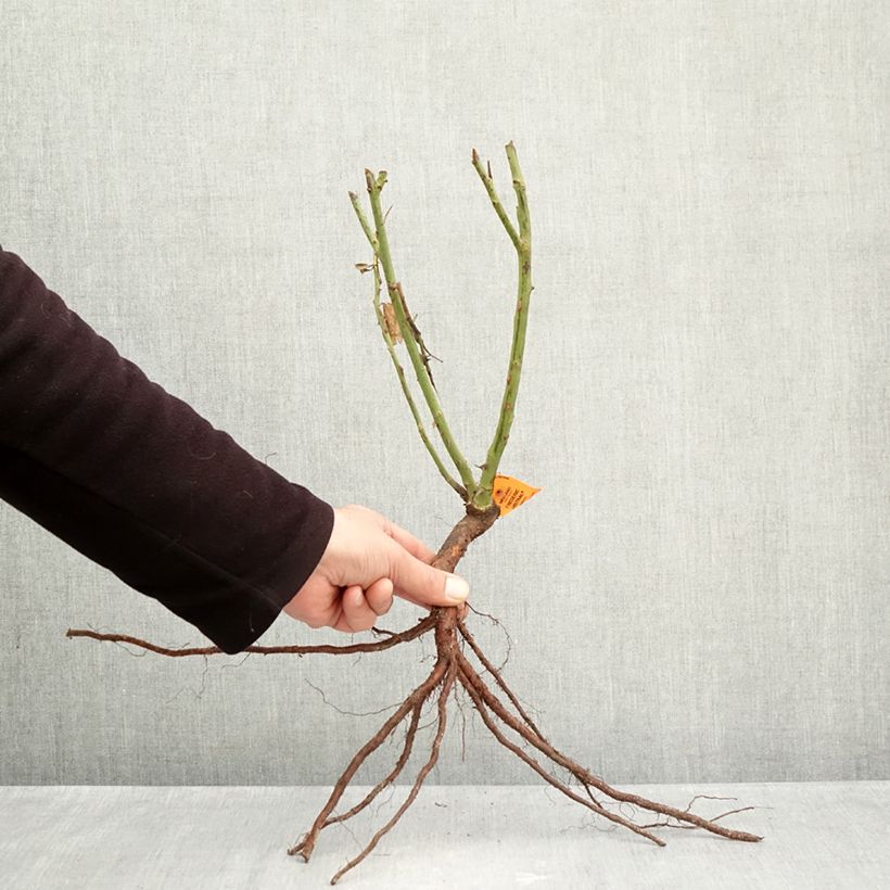 Rosal Frédéric Mistral Raíces desnudas Ejemplar entregado en invierno