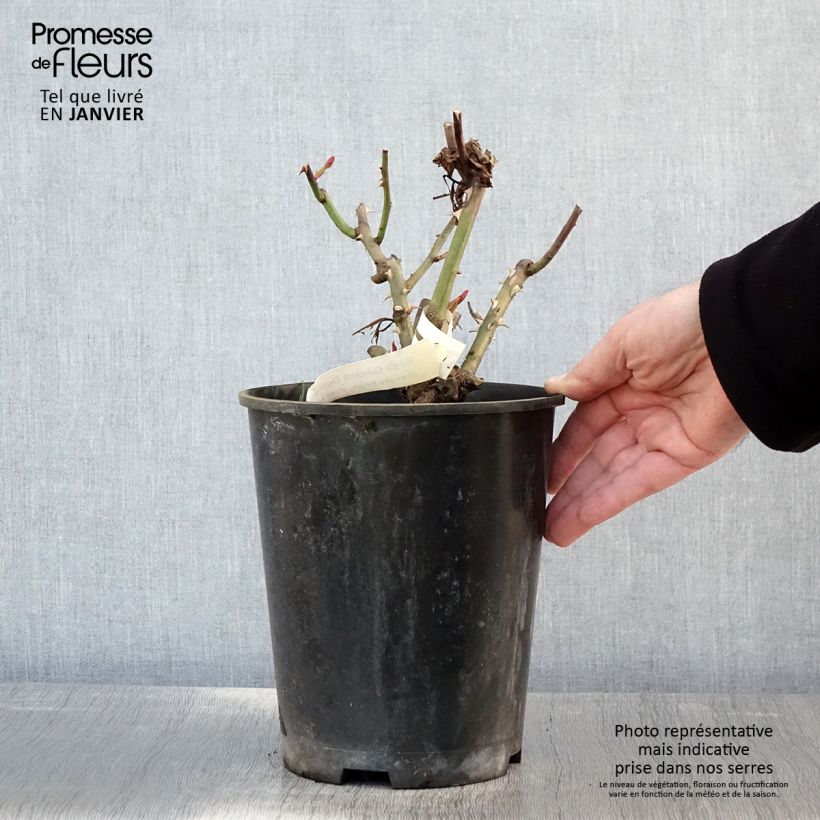 Rosal Gérard Depardieu Maceta 4L/5L Ejemplar entregado en invierno