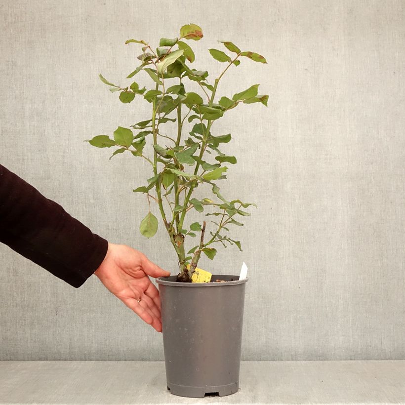 Rosal Girandola Maceta 4L/5L Ejemplar entregado en la primavera