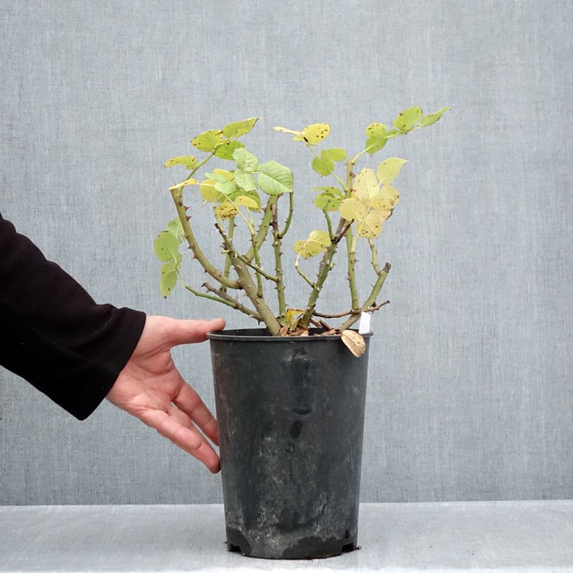 Ejemplar de Rosal Goldfinger Maceta 4L/5L entregado en otoño
