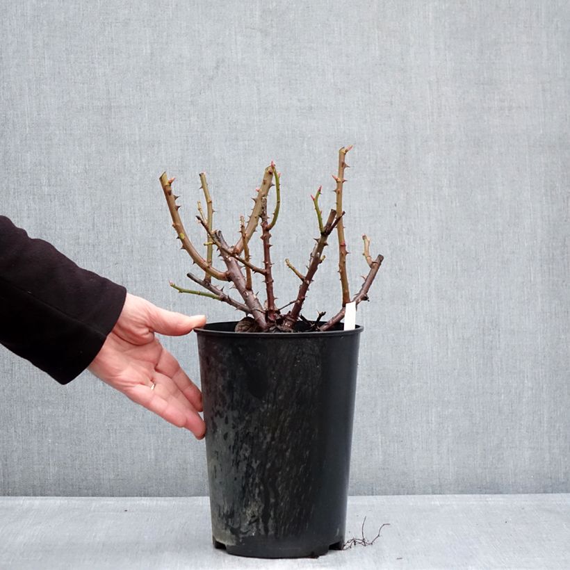 Rosal Goldfinger Maceta 4L/5L Ejemplar entregado en invierno