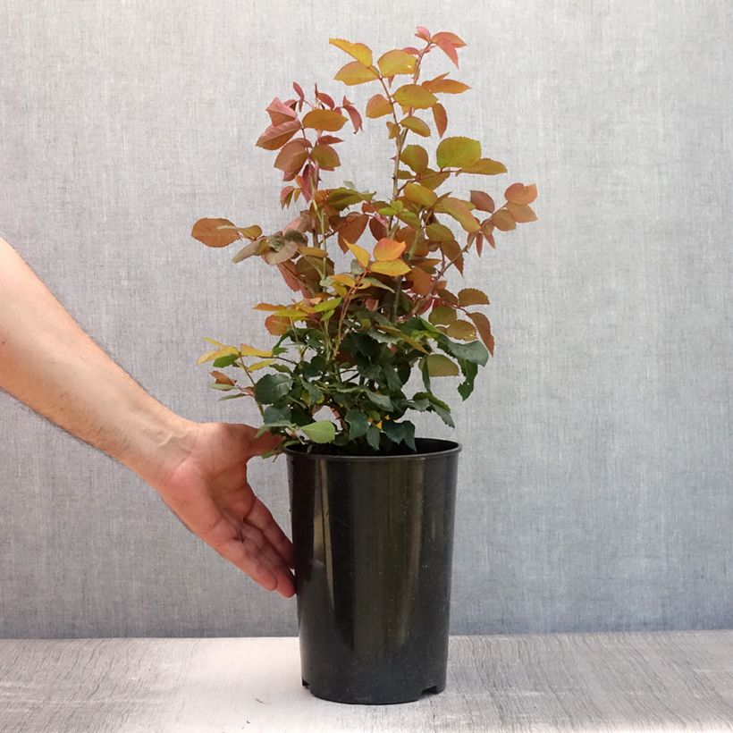 Ejemplar de Rosier à grandes fleurs Grande Amore Pot de 4L/5L entregado en verano