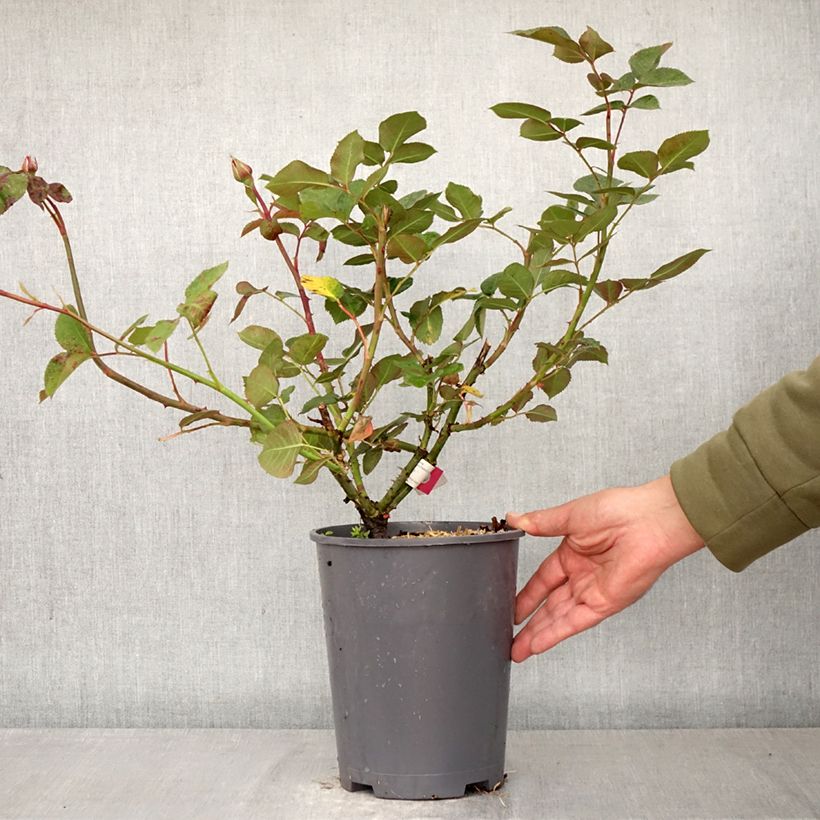 Rosal Hameau Duboeuf Maceta 4L/5L Ejemplar entregado en la primavera