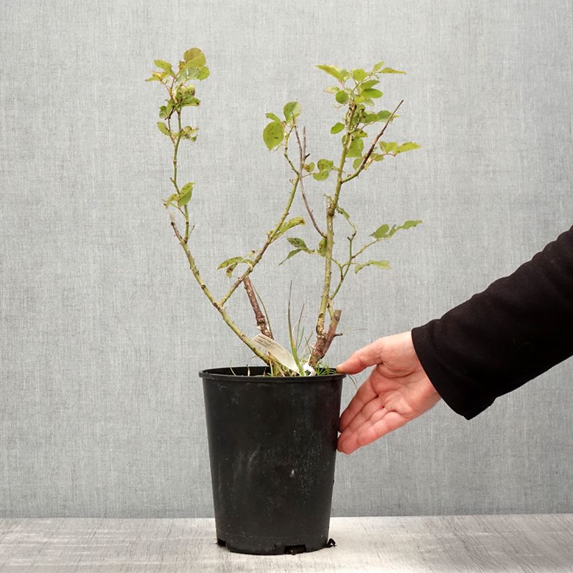 Rosal Impératrice Farah Maceta 4L/5L Ejemplar entregado en la primavera