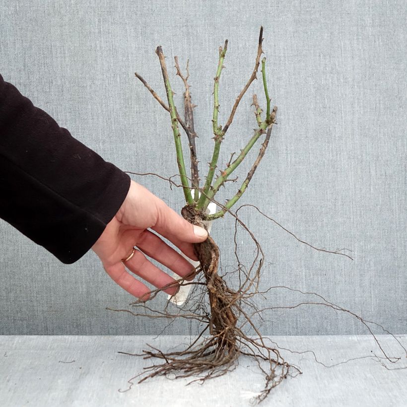 Rosal Ingrid Bergman Raíces desnudas Ejemplar entregado en invierno