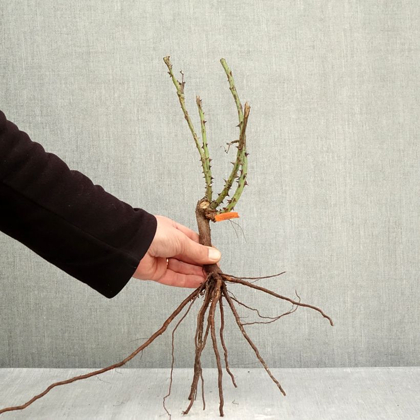 Rosal Jardins de Bagatelle Raíces desnudas Ejemplar entregado en invierno