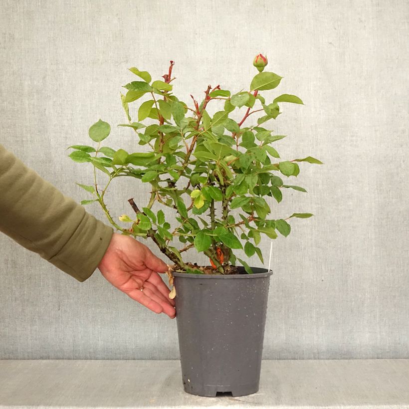 Rosal Jean de la Fontaine Maceta 4L/5L Ejemplar entregado en la primavera