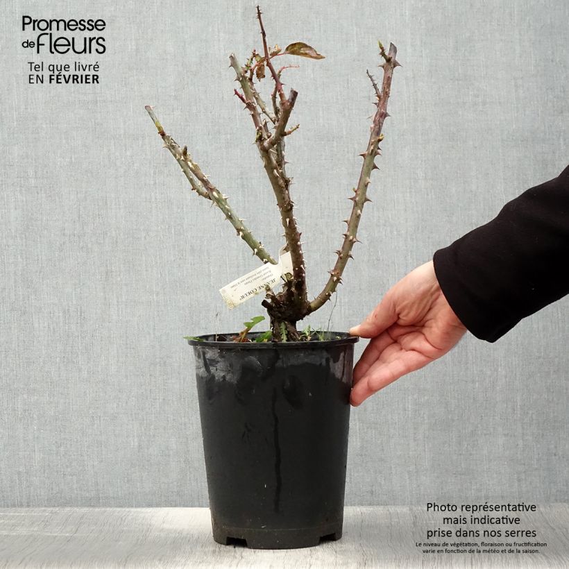 Rosal Jeanne Coeur Maceta 4L/5L Ejemplar entregado en invierno