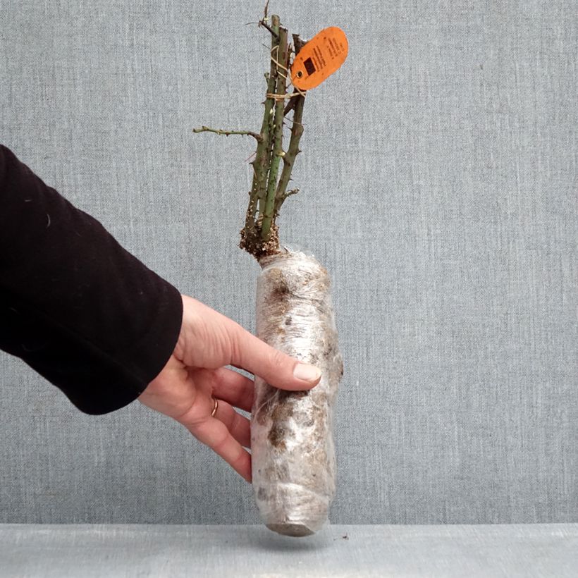 Rosal Jubilé Papa Meilland Raíz desnuda Ejemplar entregado en invierno