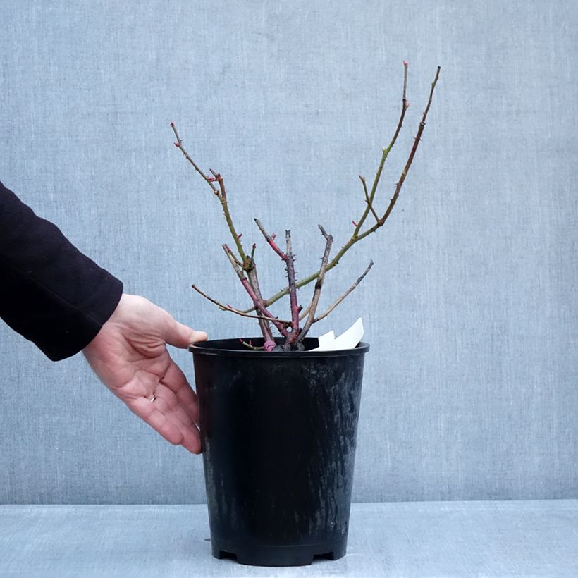 Rosal Kazatchok Maceta 4L/5L Ejemplar entregado en invierno