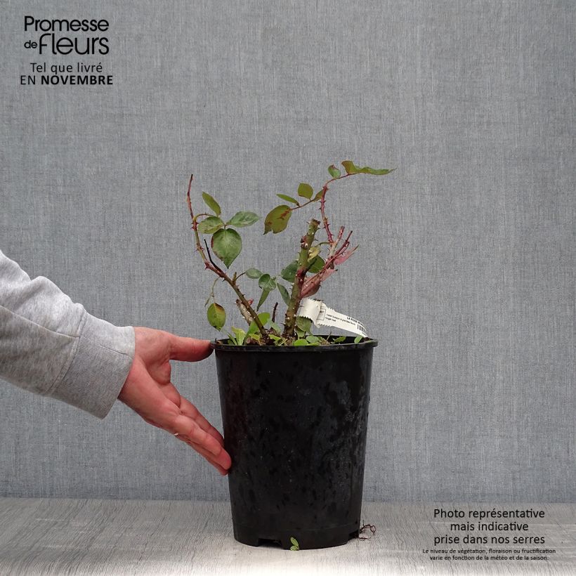 Ejemplar de Rosal La rose Monsieur Maceta 4L/5L entregado en otoño