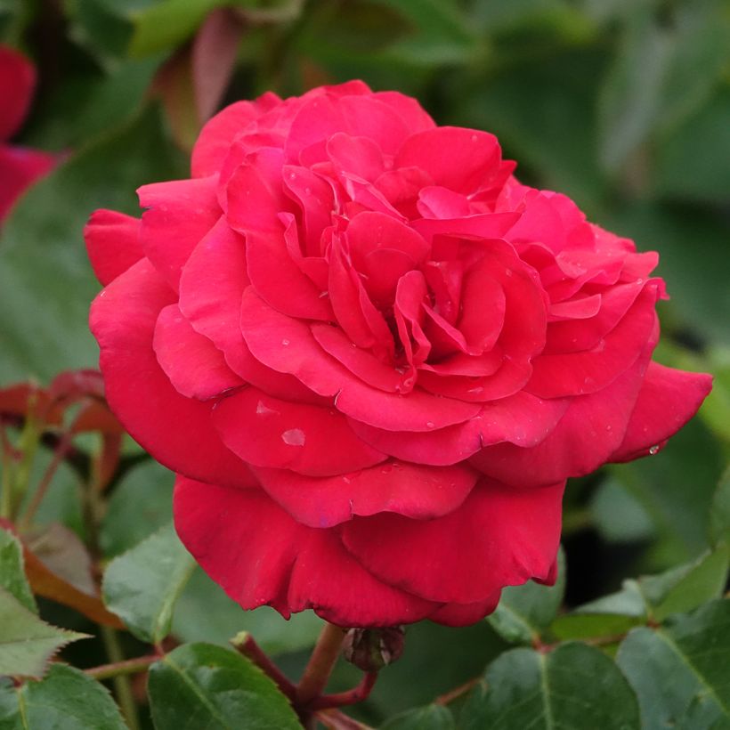 Rosal La rose Monsieur (Floración)