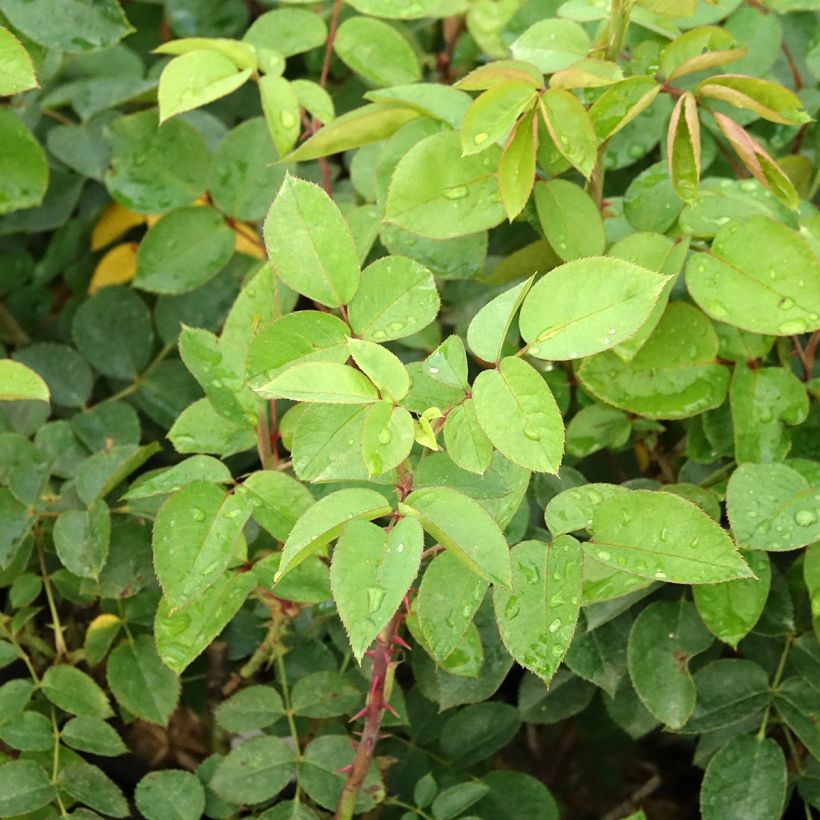 Rosal Laeticia Casta (Follaje)