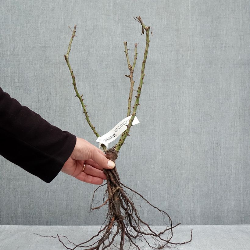 Rosal Laeticia Casta Raíces desnudas Ejemplar entregado en invierno