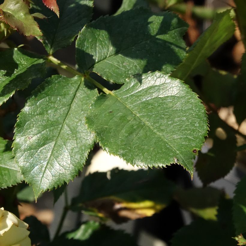 Rosal Les Années Folles La Rotonde (Follaje)