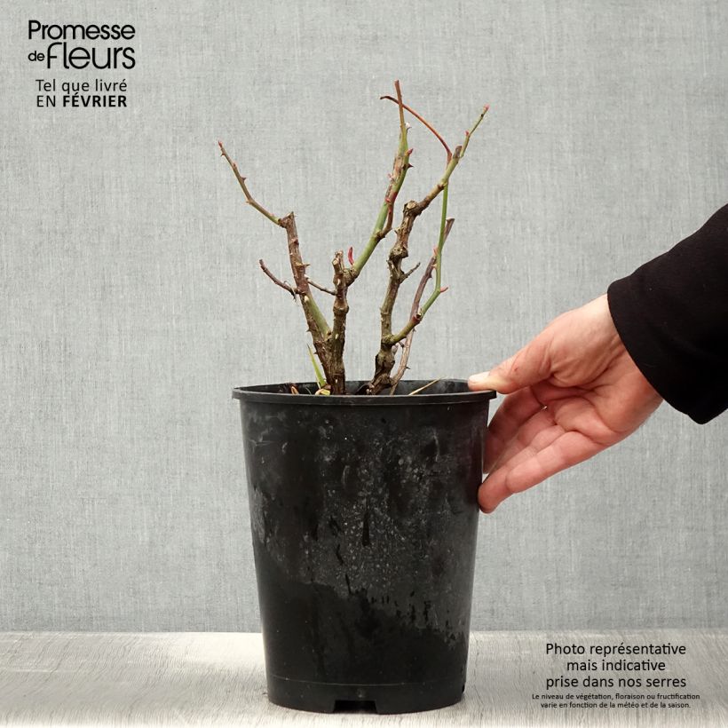 Rosal Les Années Folles Mistinguett Maceta 4L/5L Ejemplar entregado en invierno