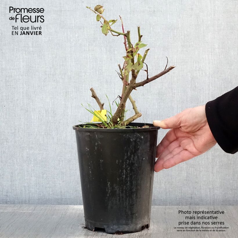 Rosal Les Années Folles Music Hall Maceta 4L/5L Ejemplar entregado en invierno