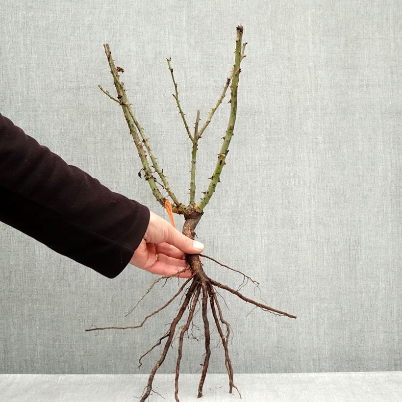 Rosal Lolita Lempicka Raíces desnudas Ejemplar entregado en invierno