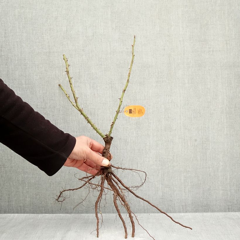 Rosal Louis de Funes Raíces desnudas Ejemplar entregado en invierno