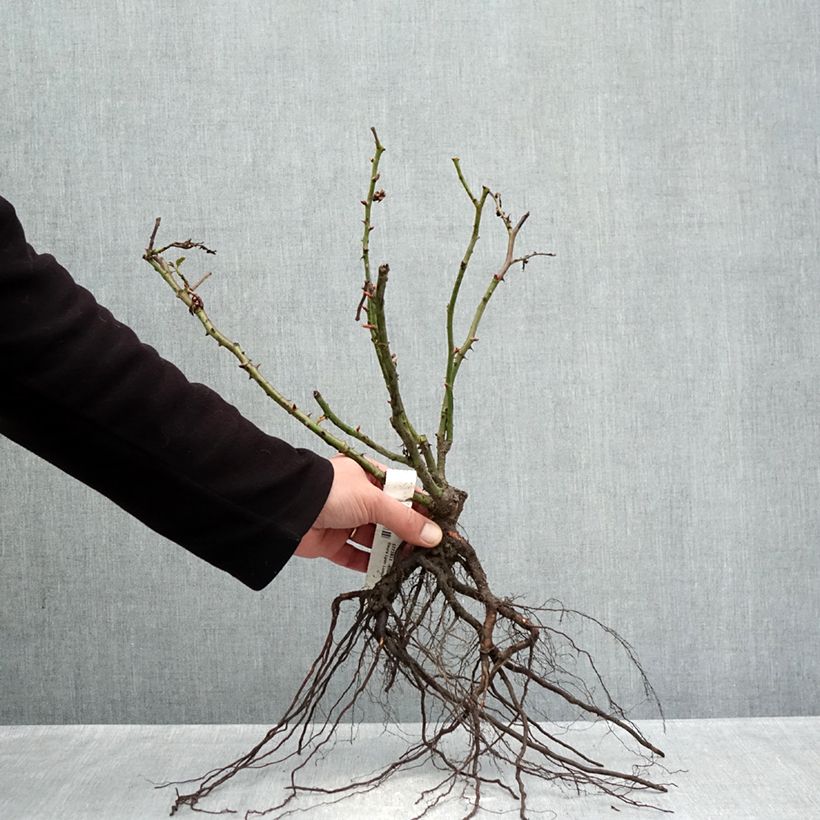 Rosal Lyon Lumières Raíces desnudas Ejemplar entregado en invierno