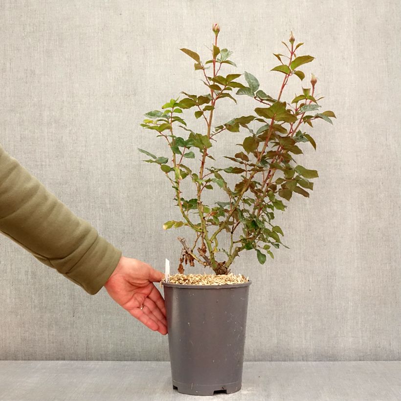 Rosal Macha Meril Maceta 4L/5L Ejemplar entregado en la primavera