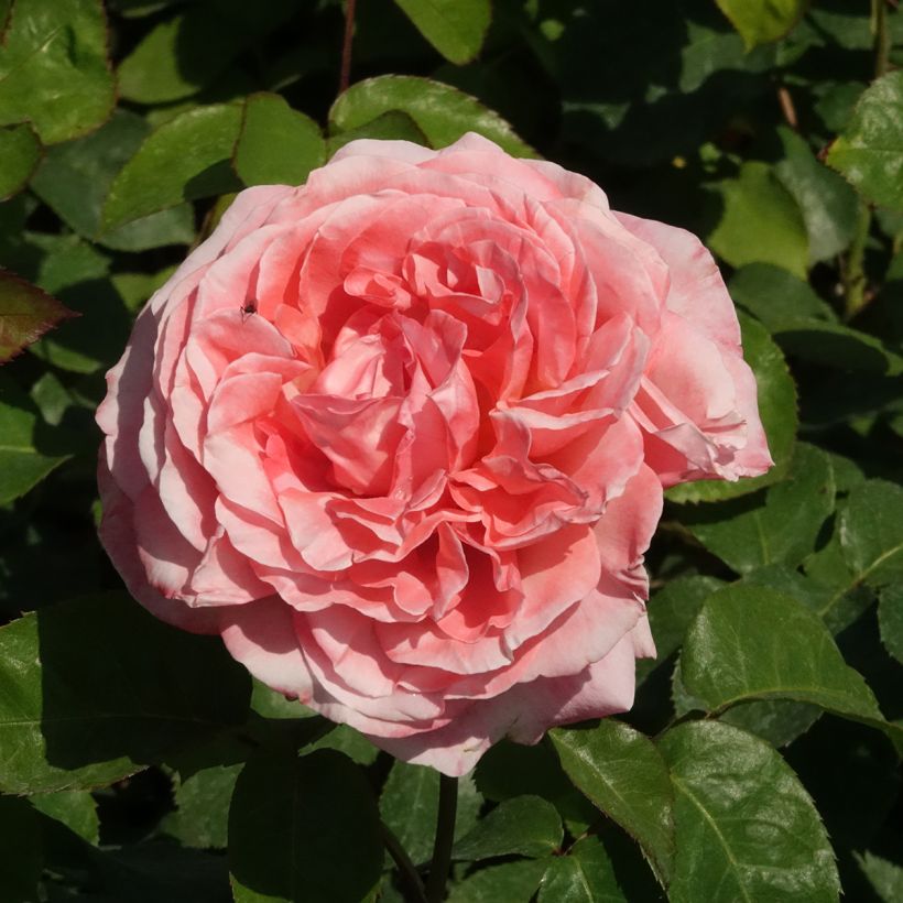 Rosal Mademoiselle Meilland (Floración)