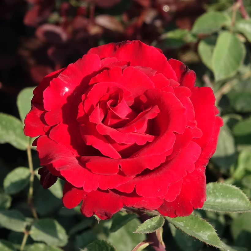 Rosa Marcel Pagnol (Floración)