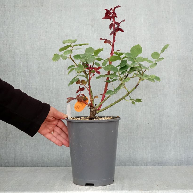 Rosa Marcel Pagnol Maceta 4L/5L Ejemplar entregado en la primavera