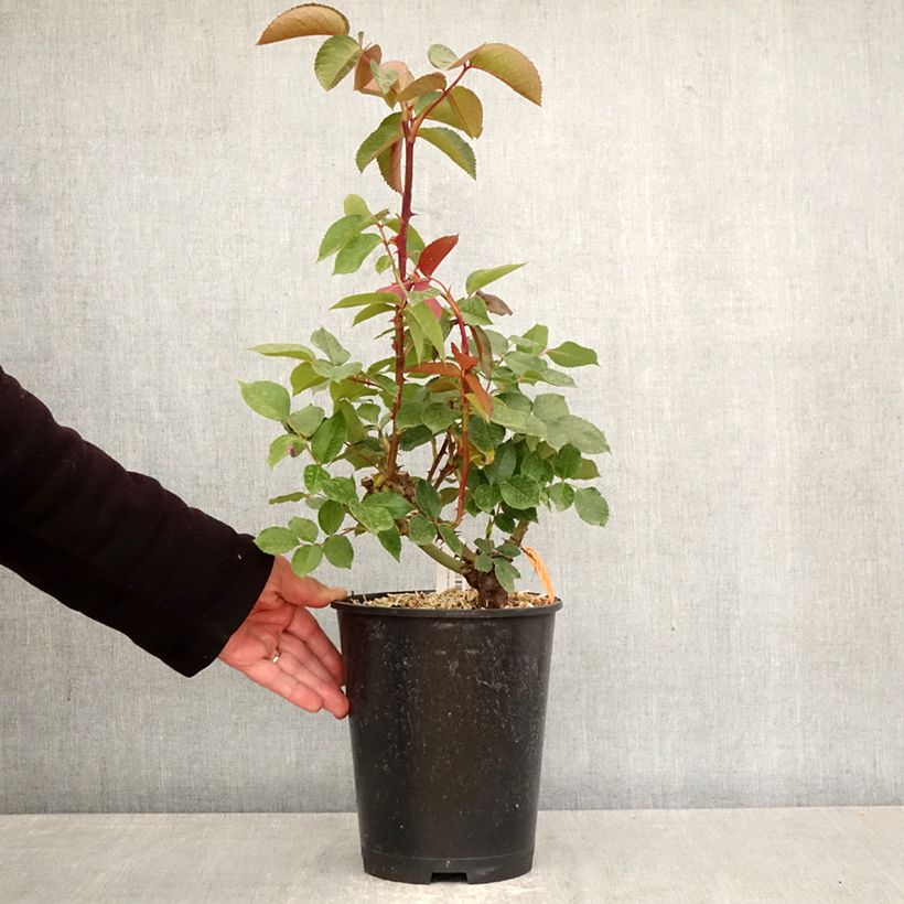 Rosal Marylou Maceta 4L/5L Ejemplar entregado en la primavera