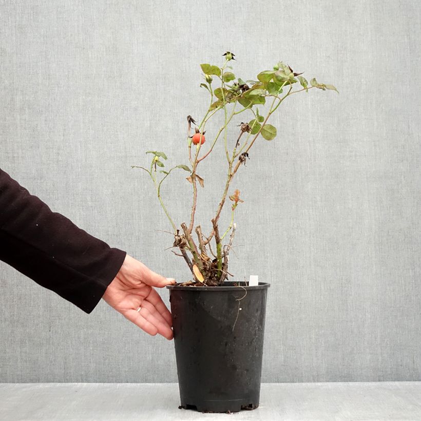 Ejemplar de Rosal Michelangelo Maceta 4L/5L entregado en otoño