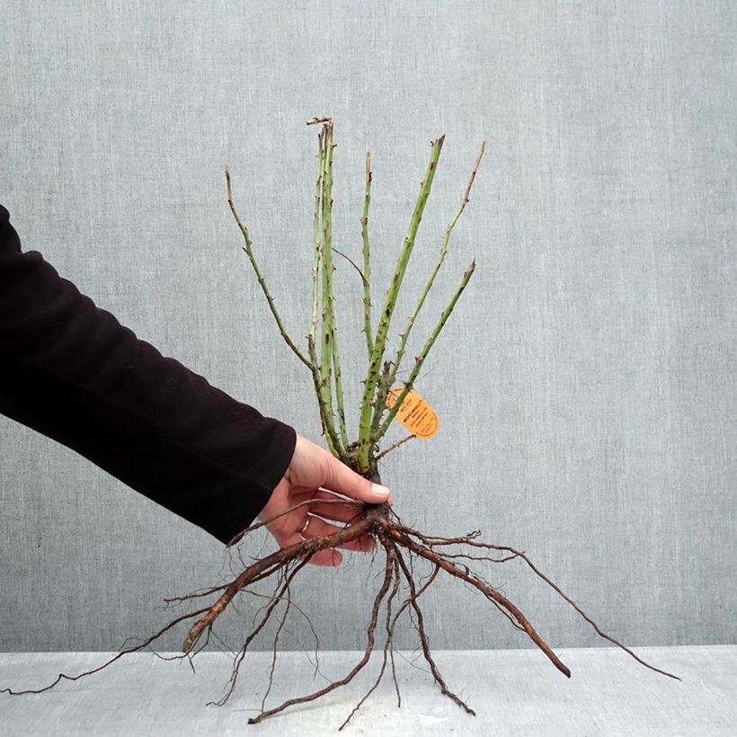 Rosal Michelangelo Raíces desnudas Ejemplar entregado en invierno