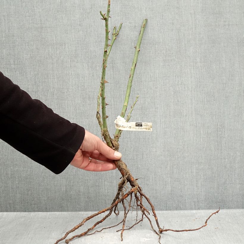 Rosal Mme A. Meilland Raíces desnudas Ejemplar entregado en invierno