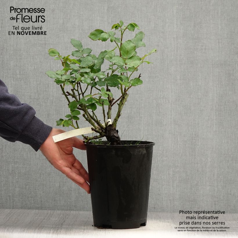 Ejemplar de Rosal New Imagine Maceta 4L/5L entregado en otoño