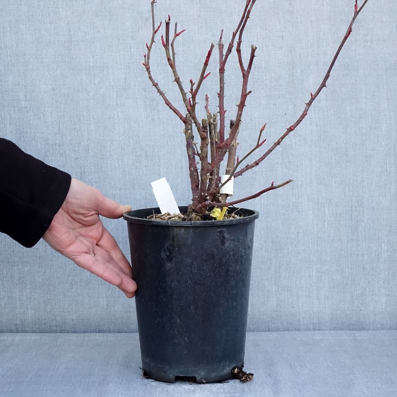 Rosal Noémie de Rothschild Maceta 4L/5L Ejemplar entregado en invierno