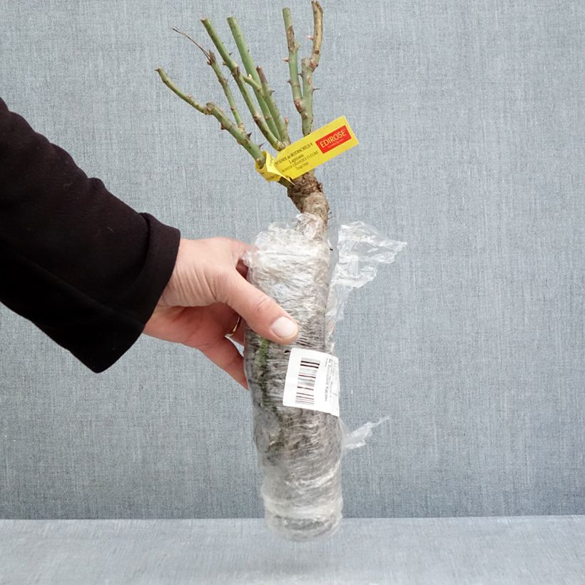 Rosal Noémie de Rothschild Raíces desnudas Ejemplar entregado en invierno