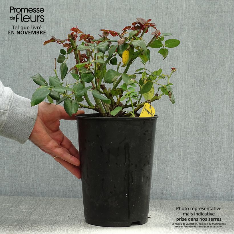 Ejemplar de Rosal Nostalgie Maceta 4L/5L entregado en otoño
