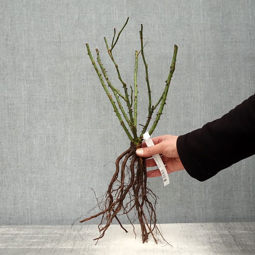 Rosal Nostalgie Raíces desnudas Ejemplar entregado en invierno