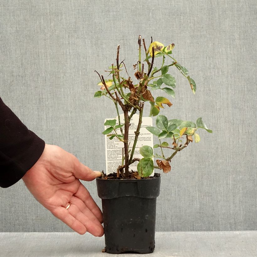 Ejemplar de Rosal Oriental Peace Maceta de 10 cm/11 cm entregado en otoño