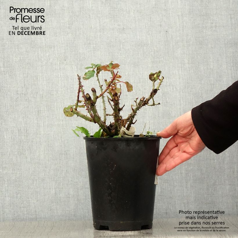 Ejemplar de Rosal Over the Moon Maceta 4L/5L entregado en otoño