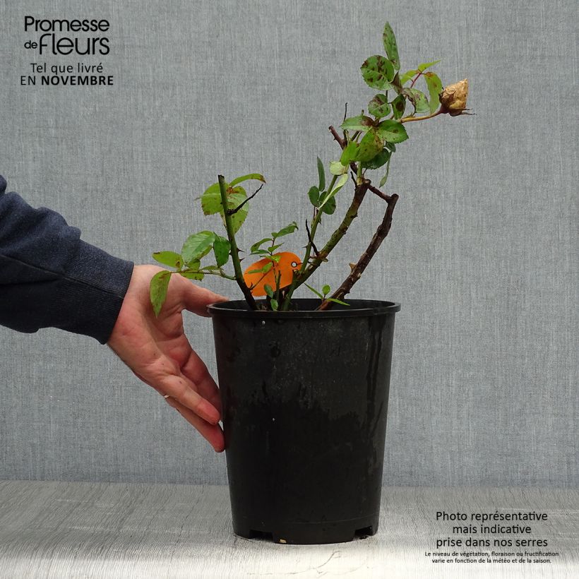 Ejemplar de Rosal Pacific Sunset Maceta 4L/5L entregado en otoño