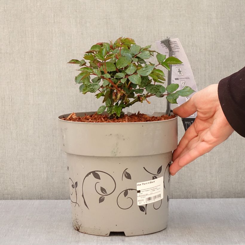 Rosal Paint it Black Maceta 6L/7L Ejemplar entregado en la primavera
