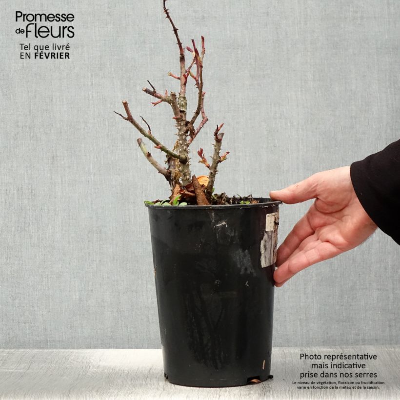 Rosal Panthere Rose Maceta 4L/5L Ejemplar entregado en invierno