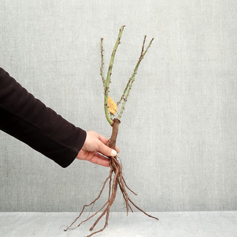 Rosal Panthere Rose Raíces desnudas Ejemplar entregado en invierno