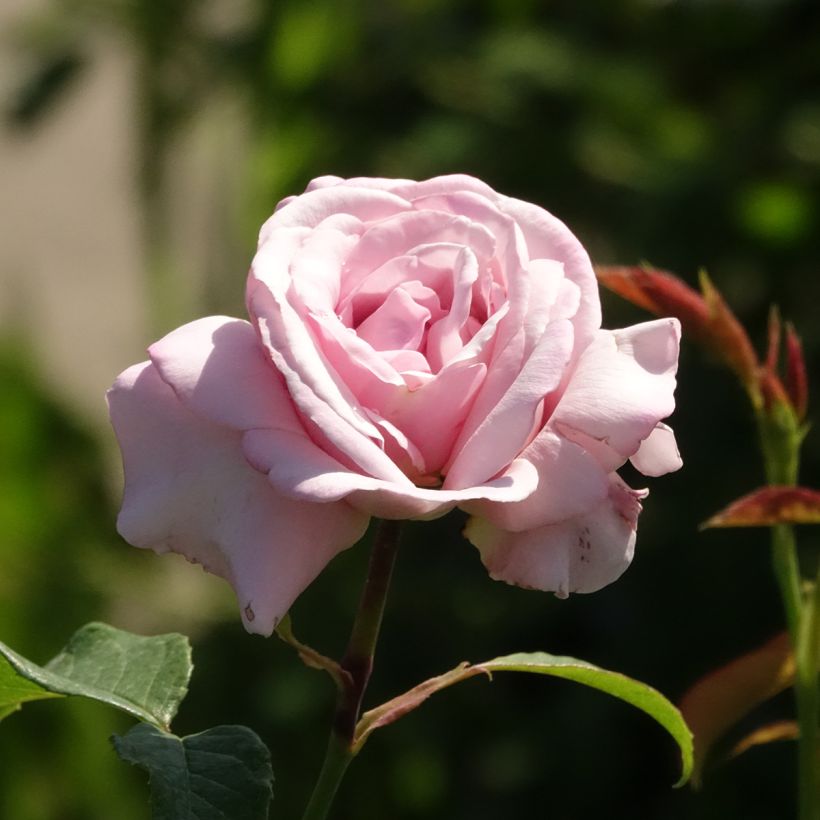 Rosal Parfum de Liberté (Floración)