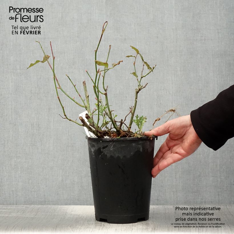 Rosal Parfum de Nantes Maceta 4L/5L Ejemplar entregado en invierno